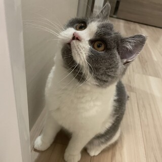 甘えん坊のハチワレブリティッシュの男の子