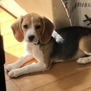 元気いっぱいなビーグルの女の子