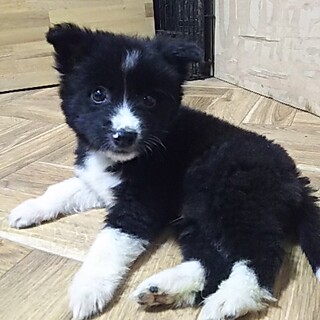 保健所救出犬！里親様緊急募集！！