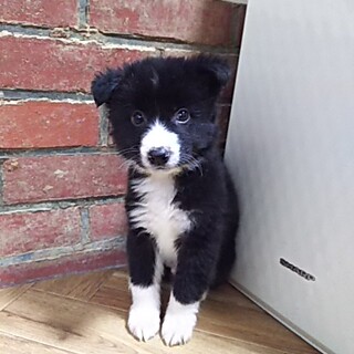 保健所救出犬！里親様緊急募集！！