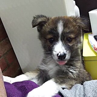 保健所救出犬！里親様緊急募集！！