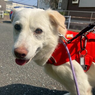 白くてふわふわな【すうちゃん】