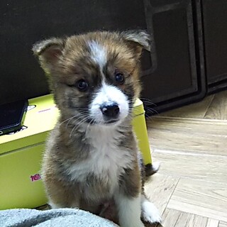 保健所救出犬！里親様緊急募集！！