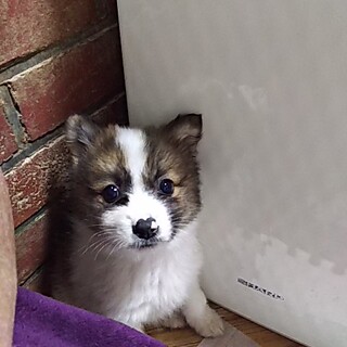 保健所救出犬！里親様緊急募集！！