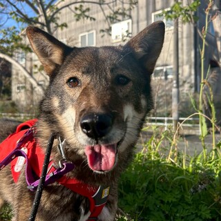 つぶらな瞳が可愛い【マルン】ちゃん