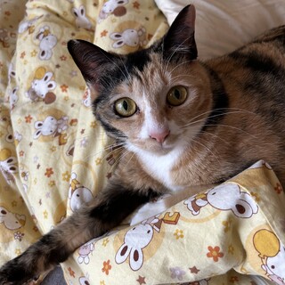 可愛い鳴き声の三毛