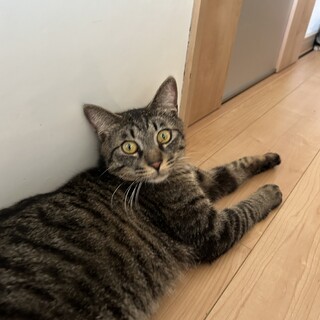 お迎えください‼️大人しく抱っこできるキジ