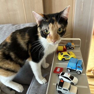 お迎えください‼️小柄な三毛ちゃん(初期医療済)