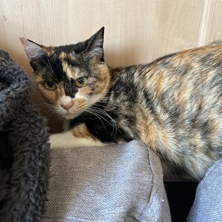 脳障害があるヤンチャな三毛