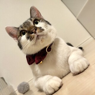 人間の赤ちゃんみたいなオッシー！