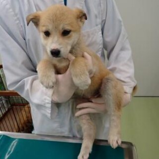 可愛い野犬の女の子♡【やっちゃん】