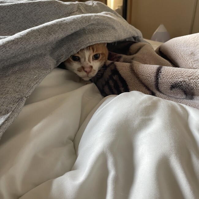 田辺勝也のカバー写真