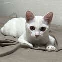 メス　白猫　里親募集中！