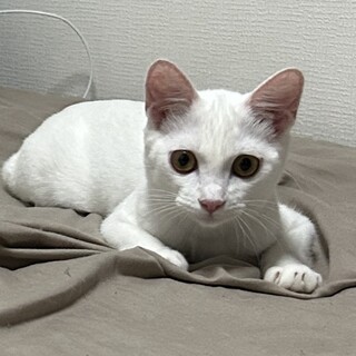 ☆白猫☆さま専用 かわいい三菱模様の白猫 」岡山県 - 猫の里親募集(109517