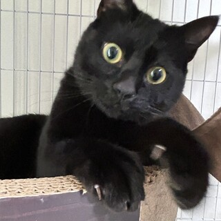 遊ぶの大好きチョコくん