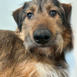 気品のあるテディベア顔★超絶穏やか★犬猫子どもOK