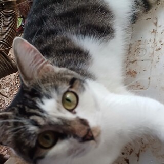 センター引出し、ツンデレ美少女1才半