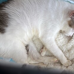 「初回ワクチン接種」サムネイル2