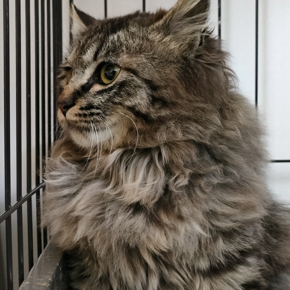 チョモのカバー写真