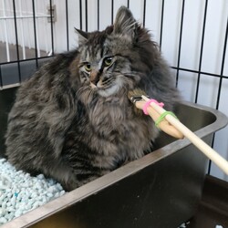 「家猫修行開始！」サムネイル2