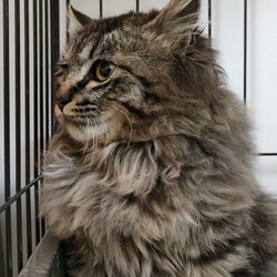 「家猫修行開始！」サムネイル3