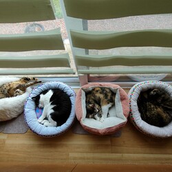 「やっとケージから出せました！」サムネイル2