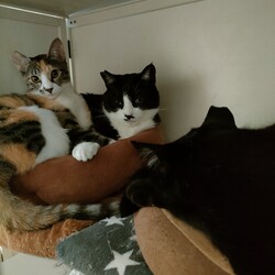 「やっとケージから出せました！」サムネイル3