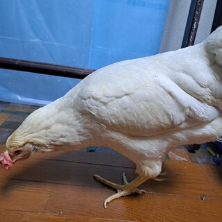 鶏 アローカナ 2歳