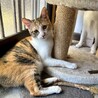 控えめで大人しい性格の三毛猫ちゃん サムネイル3
