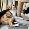 控えめで大人しい性格の三毛猫ちゃん サムネイル4