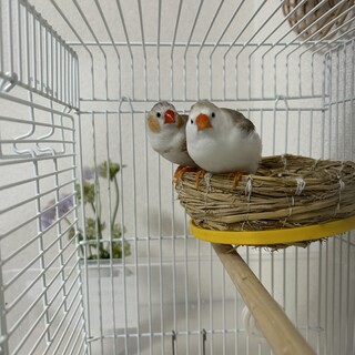 キンカチョウのツガイです