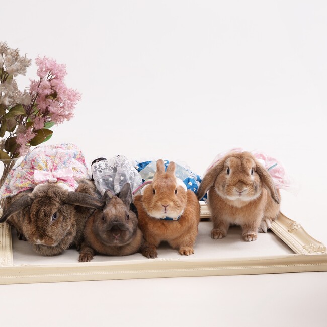 陽花mamaのカバー写真