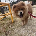 懐っこいチャウチャウ犬