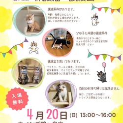 秘密結社ねこのひげ♡保護猫譲渡会