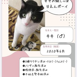秘密結社ねこのひげ♡保護猫譲渡会 サムネイル3
