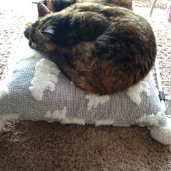 「猫用座布団」サムネイル2