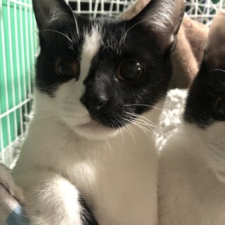 ビビりっ子、ほたてちゃん。