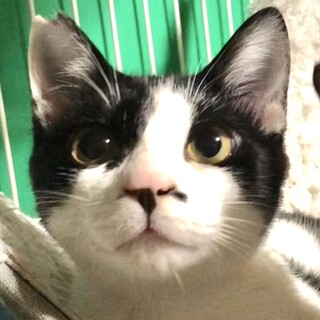 控えめ女子いくらちゃん。