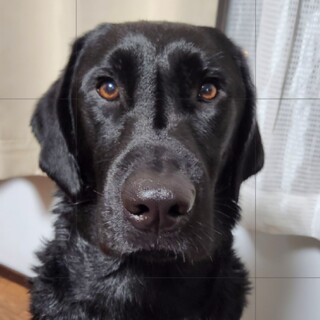 多頭飼いに向かないラブMix、里親募集中止