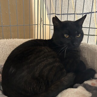 カッコ良いのに甘えん坊な黒柄くん