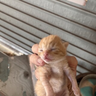 自宅車庫で野良猫が４頭赤ちゃんを産んでしまった2