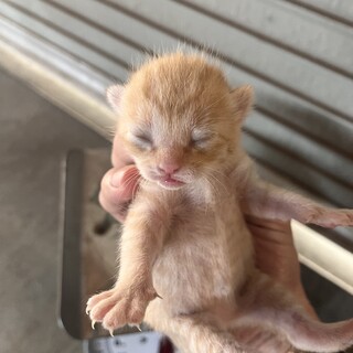 野良猫が車庫で子猫を産んでしまった3