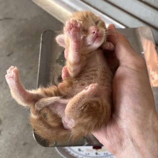 車庫で野良猫が子猫を産んでしまった4