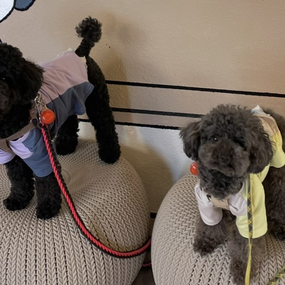 クーのカバー写真