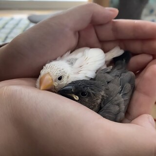 文鳥2羽 一緒に迎えてくれる方募集