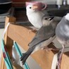 文鳥2羽 一緒に迎えてくれる方募集 サムネイル2