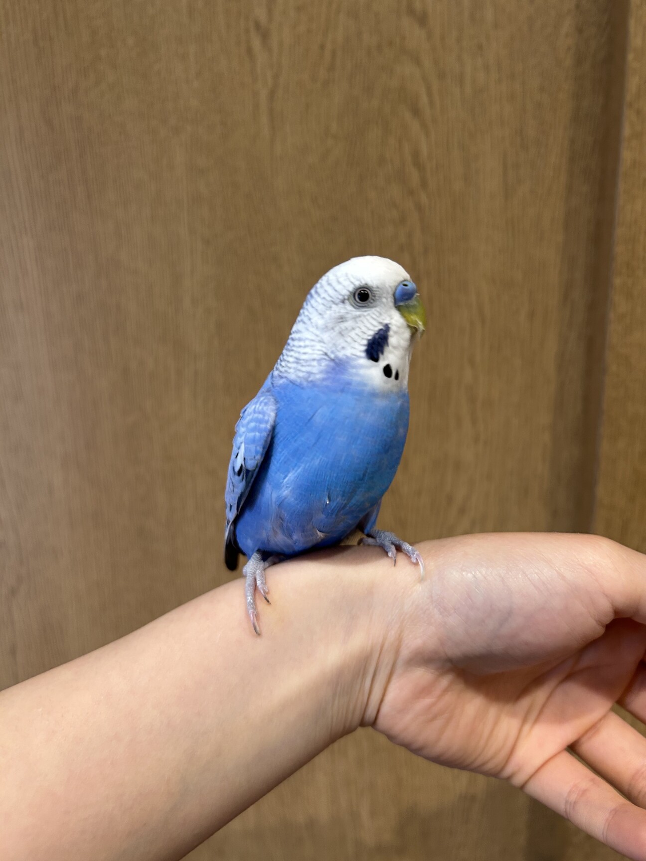リクエストNO.2566セキセイインコ3点セット 2025年最新】セキセイインコ+ぬいぐるみの リクエストNO.2553☆セキセイインコ☆3点セット