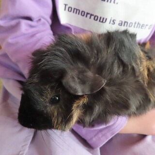 2024年5月生まれ　モルモット男の子　