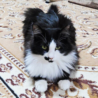 多頭飼育崩壊からレスキュー♀エルちゃん