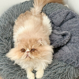 迷子の長毛猫♂イクラちゃん約4歳